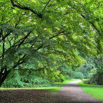 Preserve and Manage: Best Practices for Tree Retention, Protection, and Removal