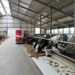 Epoxy Flooring for Dairy Farms