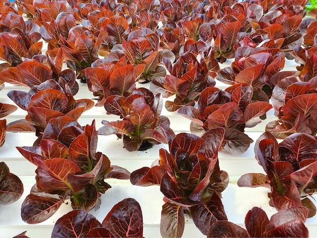 Tips for Getting Red Caladium Bulbs to Grow Successfully